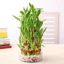 Exotic Bamboo Lucky Moso Tree Plant Home &amp; Garden Decor Potted, 50 SEEDS D - $14.35