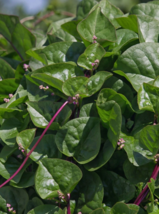 SD 30 Seeds Malabar Red Stem Spinach Seeds, Red Vine Spinach Garden Seeds - $11.05 CAD