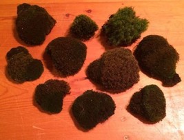 Live Plants - Mixed Moss Dollhouse Terrariums Dish Fairy Garden - Lot 10 - £39.45 GBP