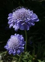 25 Blue Scabiosa Pincushion Flower Seeds PerennialFrom US - $8.35