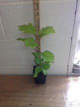 OAKLEAF HYDRANGEA 4" POT image 3