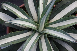 4" Cactus Plant Aloe Agave Americana Mediopicta Alba Variegated White Variegata - $59.98