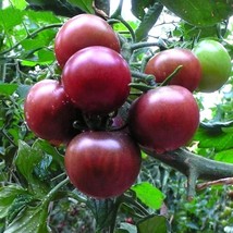 20 Seeds/Bag Lycopersicon Esculentum Fruit Seeds Purple Pearl Tomato Vegetable - £23.95 GBP