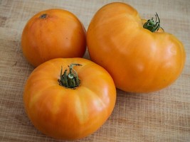 Sell Store 30 Amana Orange Tomato Seeds Heirloom Organic Gift From US - $8.87