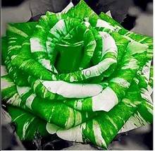 50 pcs Holland Candy Stripe Rose Seeds Bonsai Lover Gift Green White FROM GARDEN - £6.38 GBP