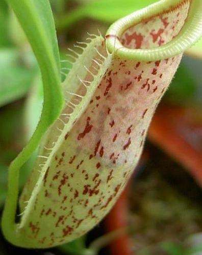 Nepenthes rafflesiana red speckle varalata pitcher