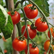 Gardener&#39;s Delight Tomato Seeds (25 Seed Pack) - £3.76 GBP