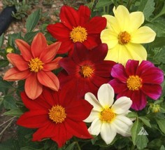 USA Non GMO 200 Seeds Dahlia Mixed Colors Dwarf  - £7.17 GBP