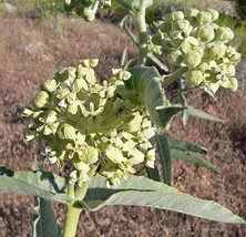 GUNEL Asclepias erosa | Desert Milkweed | 5 Seeds - £28.38 GBP