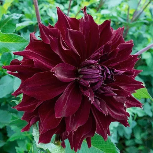 1 - Dinner Plate Dahlia MINGUS ALEX Flower Bulb Tuber Clump HUGE VELVETY... - $44.91 CAD