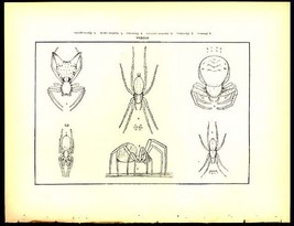 Various Spiders 1800s Natural History Wood Engraving - £7.85 GBP