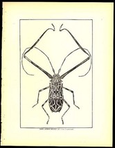 Antique LONG-ARMED BEETLE 1800s WOOD ENGRAVING Print Remarkable - £15.97 GBP