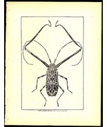 Antique LONG-ARMED BEETLE 1800s WOOD ENGRAVING Print Remarkable - $19.99