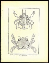 Megalops Of Neptunus 1800s Wood Engraving - 2 Crabs - £7.98 GBP