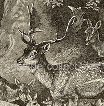 Red Or Spotted Deer 1800s Wood Engraving - £13.42 GBP