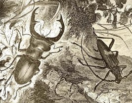 Stag Beetle &amp; Longicorn Beetle Wood Engraving 1800s - £18.86 GBP