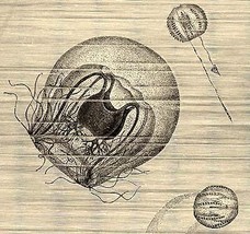 1800s Natural History Wood Engraving JELLY-FISHES - £13.36 GBP