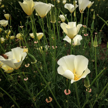 White Linen California Poppy Seeds 100 Seeds  - £7.77 GBP