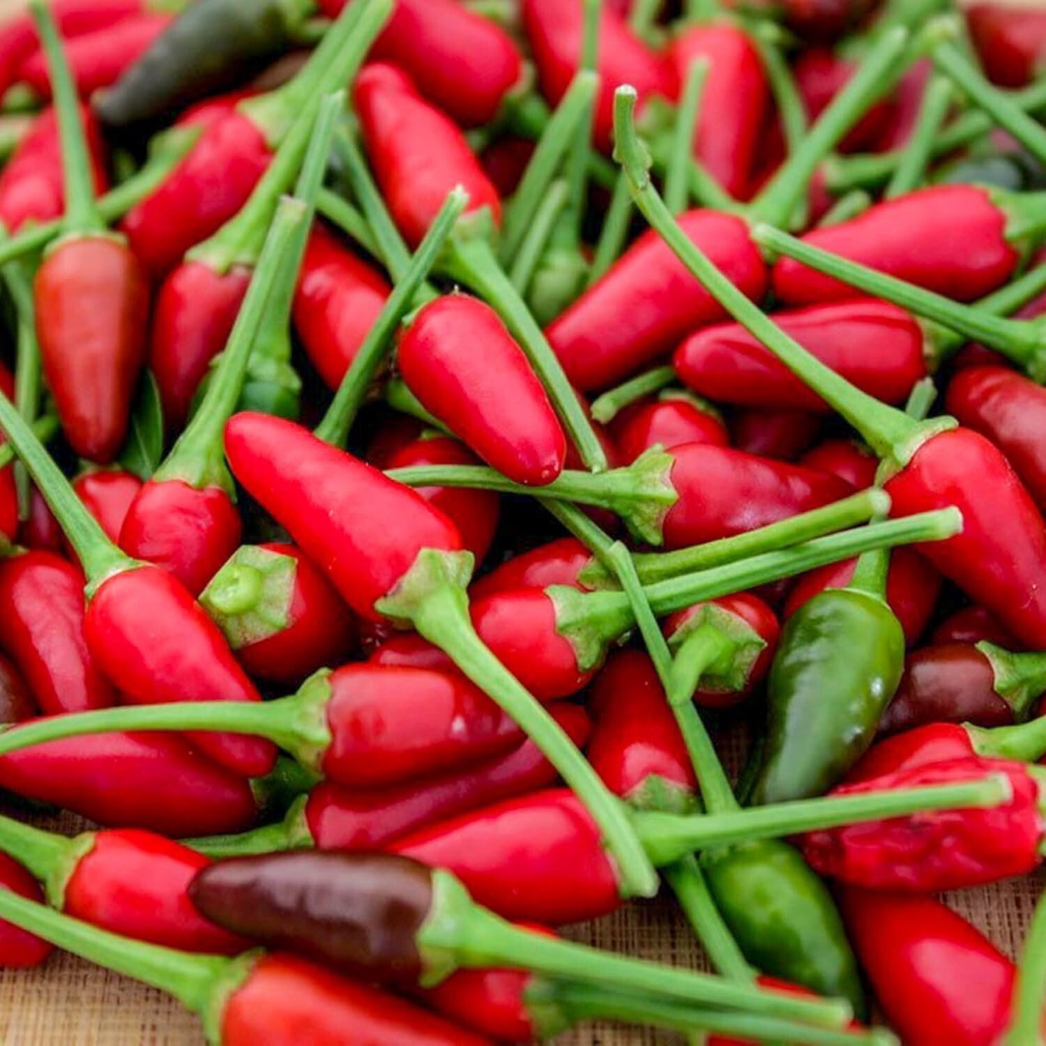 50+ SEEDS Bird’s Eye Chili Pepper SILING LABUYO NON GMO Free Shipping #74 - $2.49