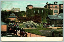 Centrale Park Menagerie New York Ny Nyc 1908 DB Cartolina I1 - £4.06 GBP