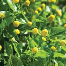 500 Paracress Seeds - Medicinal Herb - Aka; Toothache Plant - £5.07 GBP
