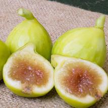 4 Live Plants Fig Trees “Kadota” COLD HARDY - £52.98 GBP