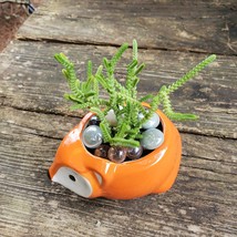 Succulent in Fox Planter, Live Plant Watch Chain Crassula muscosa 5" Orange Pot image 5