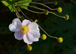 Anemone Cylindrica 200 Seeds for Planting - Long-Fruited Thimbleweed - G... - $17.00
