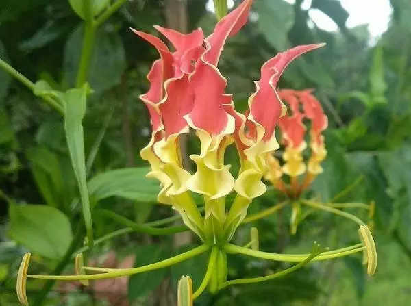 US Seller Gloriosa Superba Tiger Claw Fire Or Creeping Lily 20 Seeds - $29.58