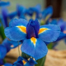 USA Seller 20 Seeds Heirloom Iris Seeds Fragrant Flower Plant - £7.40 GBP