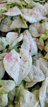 SEPTH Syngonium Dazzle Color, Pink Spot Marble , milky red syngonium -IN 3&quot;&quot;  PO - $19.49