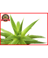 200 Seeds ALOE VERA Seeds - Medicinal Aloe Vera - Grow Your Own Succulen... - £23.12 GBP