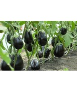 Eggplant Black Big Vegetables, 100 seeds - $10.29
