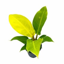 Philodendron Moonlight, 4 inch Imperial Gold, Lime Philo - €12,72 EUR