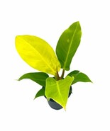 Philodendron Moonlight, 4 inch Imperial Gold, Lime Philo - €12,76 EUR