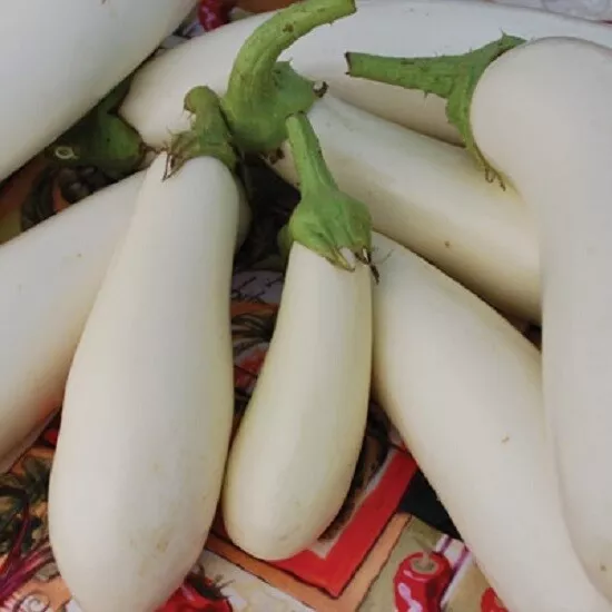50 White Eggplant Seeds Egg Plant Casper Eggplant Seeds - £11.75 GBP
