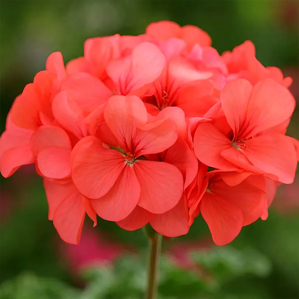 Geranium - Horizon Coral Spice (10-100) seeds compact beauty at 25-30cm - $12.99+