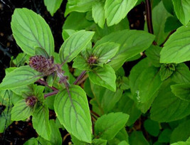 SEPT 150 Persian Basil Seeds Fresh For Gardens Us Seller S Quick - $5.88