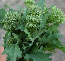 US Seller 200 Seeds Broccoli Raab Spring Rapini Cool Season Microgreens Italian - £7.96 GBP