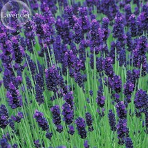 Hidcote Blue Provence Lavender 20 Seeds Fragrant Cut Flowers E3726 Garden Fresh  - £5.38 GBP