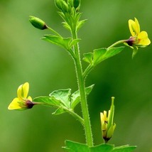 Cleome Viscosa Tickweed Asian Spiderflower Jazmin De Rio 10 Seeds Gardening USA  - $18.40