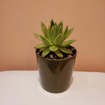 Live Succulent in Ceramic Planter, 4 inch Pot, Echeveria Agavoides Houseplant - £15.17 GBP