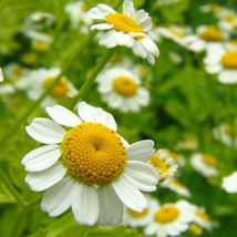 2,000 Seeds Chamomile Roman Heirloom Non-Gmo - £7.74 GBP