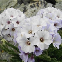 New Fresh Polemonium Caeruleum White Jacobs Ladder Seed - $10.48