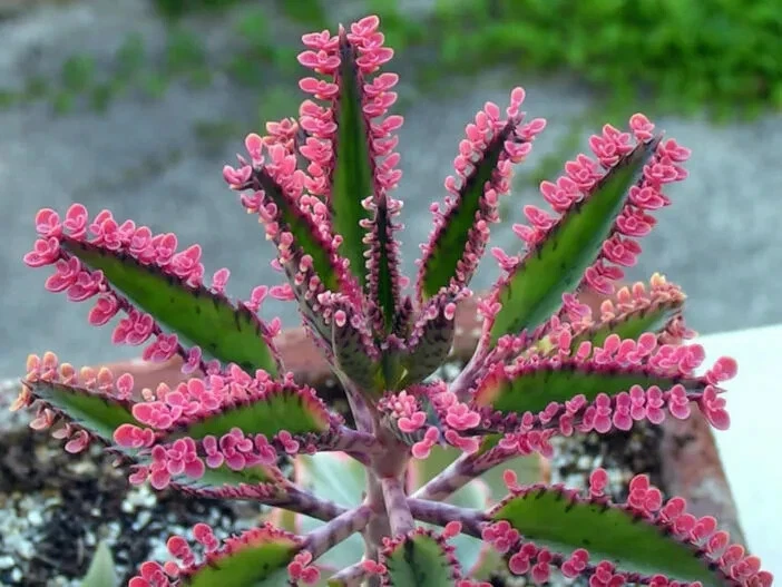 Kalanchoe Pink Butterflies Pink Mother of Thousands Rare Succulent Plant... - $9.28