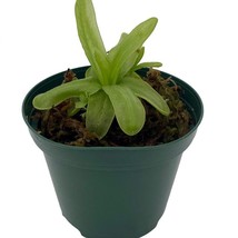 Fresh Carnivorous Butterwort Plant Pinguicula Primuliflora 3 inch Pot US... - £49.56 GBP