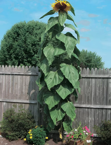 LD 40 Heirloom Mammoth Grey Stripe Sunflower Seeds Towering Fast Shipping - $8.22