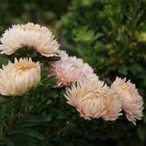 100 Peony Aster Seeds Duchess Pink Aster FLOWER SEEDS Paeony - Outdoor Living - £30.36 GBP