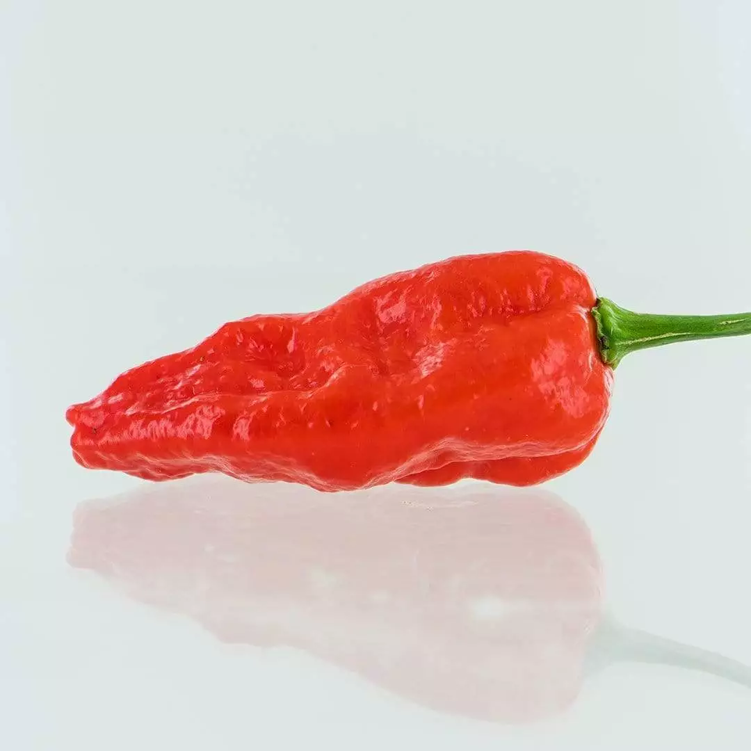 100 Komodo Dragon Pepper Seeds Super Hot Organic Fresh Seeds - £8.63 GBP