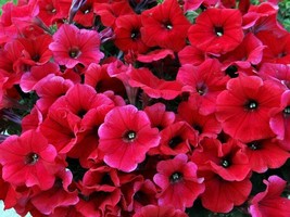 50 Bright Red Petunia Seeds Containers Hanging Baskets Window Seed US Fa... - $167.76 MXN